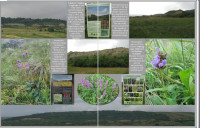 Rezervace Fânațele Clujului